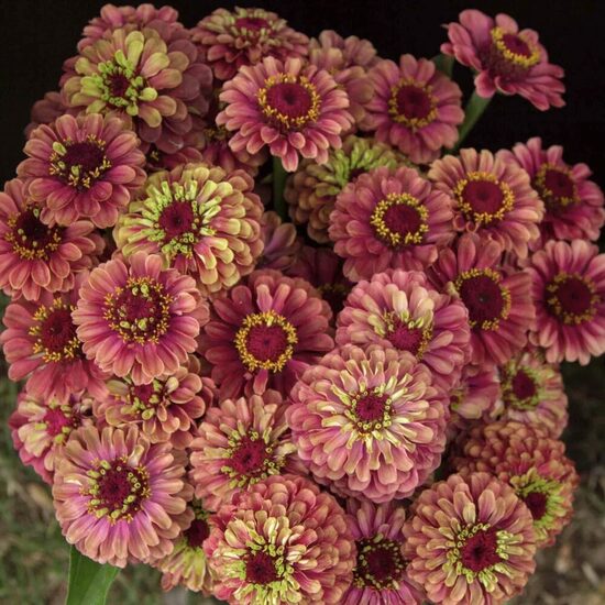 Cinnija Queen Red Lime